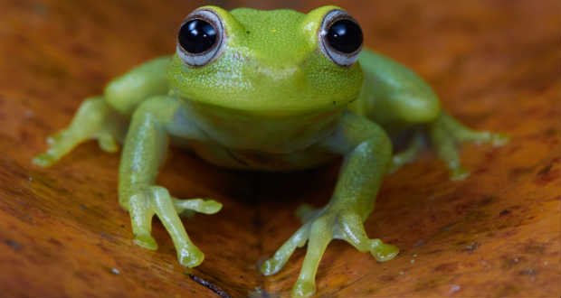 Pettyes levelibéka (Hypsiboas punctatus) Francia Guyanán. (Fotó: AFP)